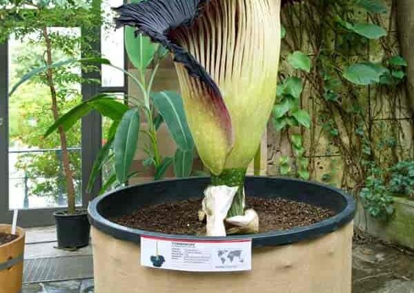 Amorphophallus: home care