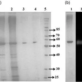 Amylase Analysis