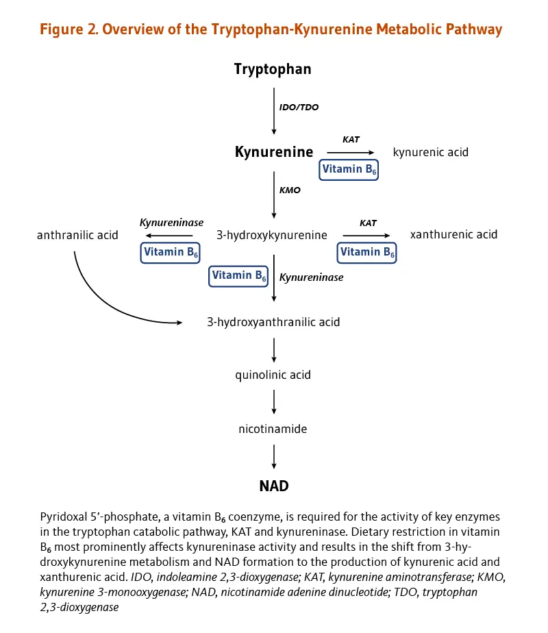 Analysis of vitamin B6 or pyridoxine