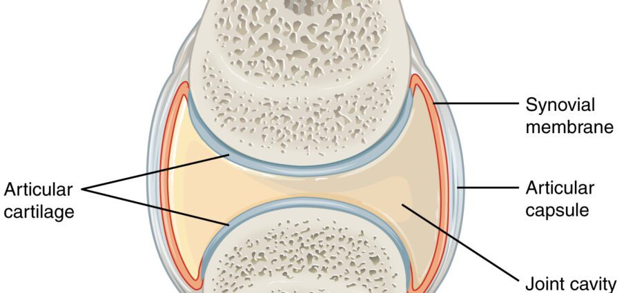 Anatómia kĺbov: základy