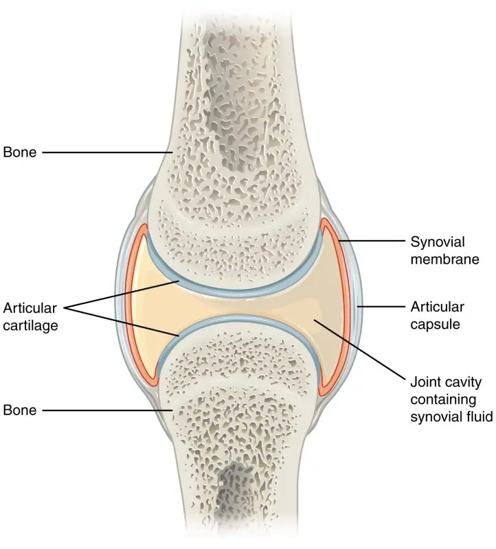 Anatomy of the joints: basics