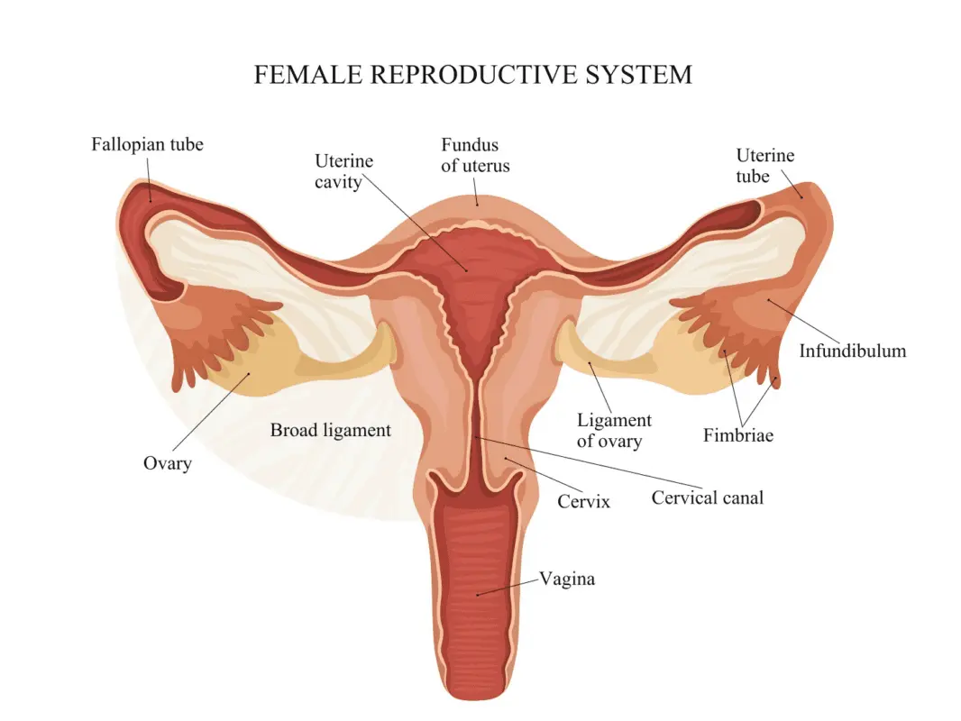 And no IVF: a woman gave birth after removing the fallopian tubes