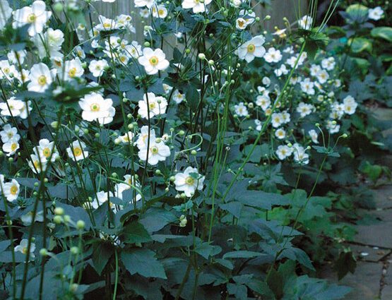 Anemones in the fall: planting