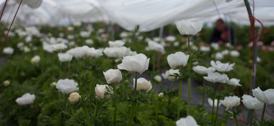 Anemones: planting and care in the open field