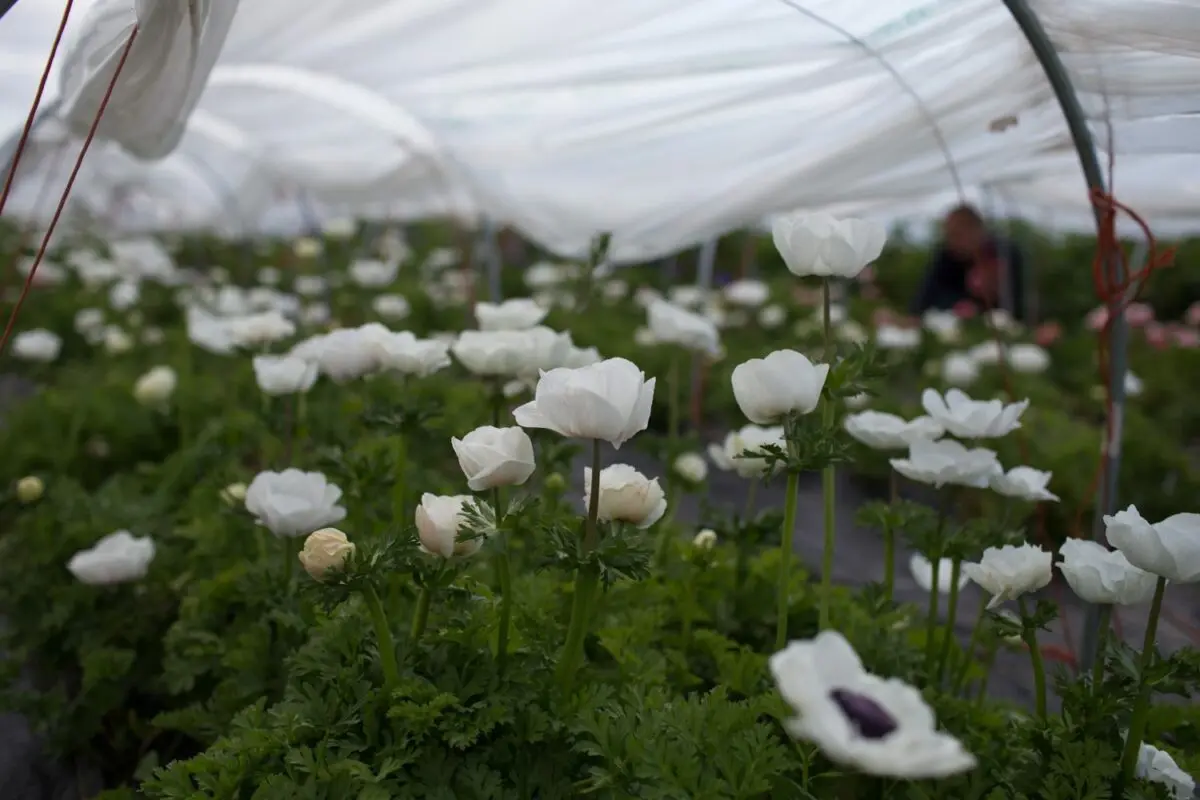 Anemones: planting and care in the open field