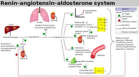 Angiotensin