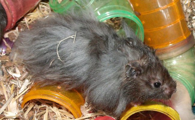 Angora hamster: photo, care and maintenance