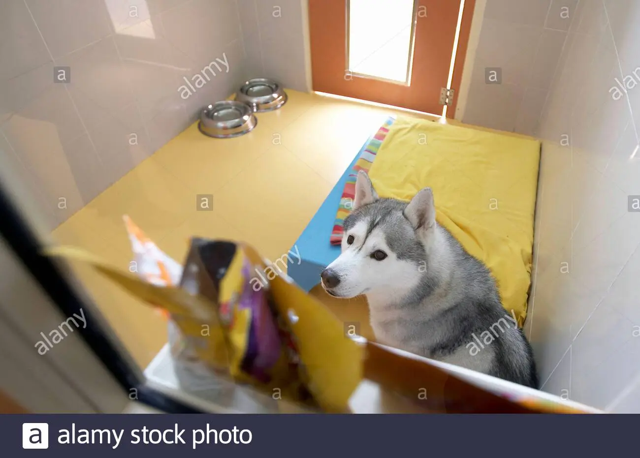 Animal quarantine: 30 photos of pets in masks