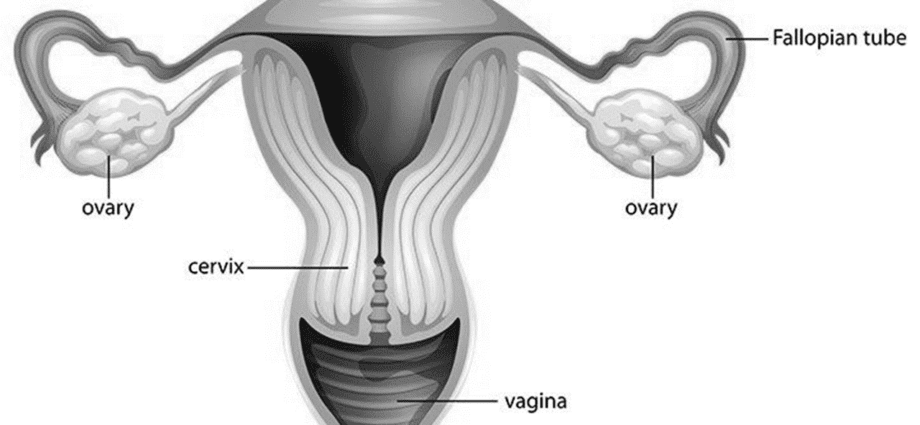 Anorgasmia: what is the absence of orgasm?