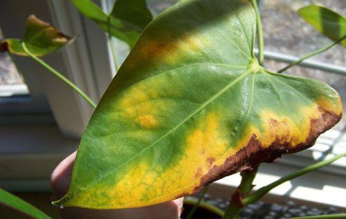 Anthurium diseases: how to treat