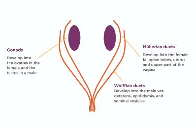 Anti-Mullerian hormone: what is AMH?