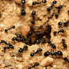 ჭიანჭველები ხელში: ყველაფერი რაც თქვენ უნდა იცოდეთ პარესთეზიის შესახებ