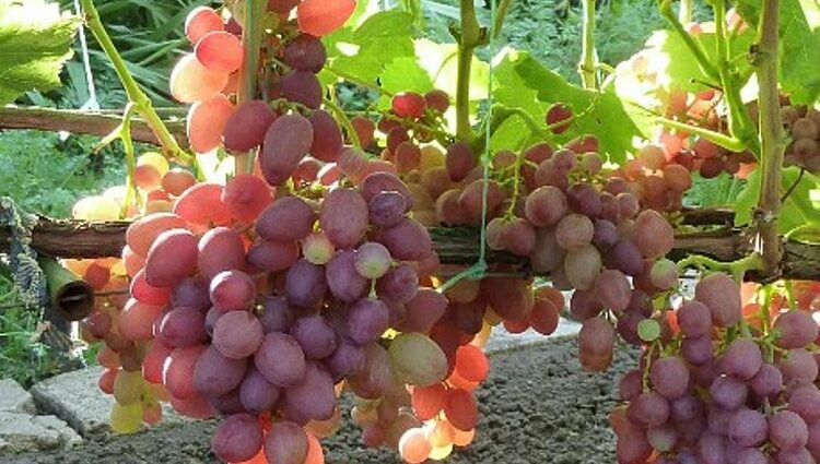 Anyuta grapes: description