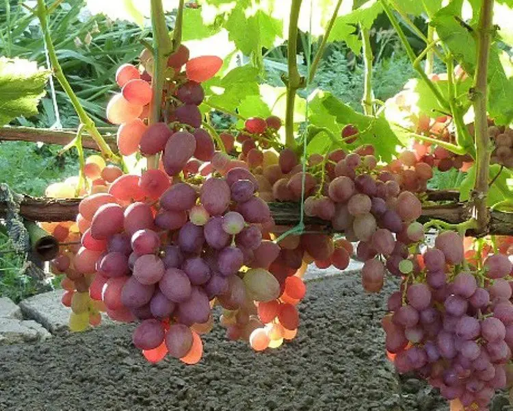 Anyuta grapes: description