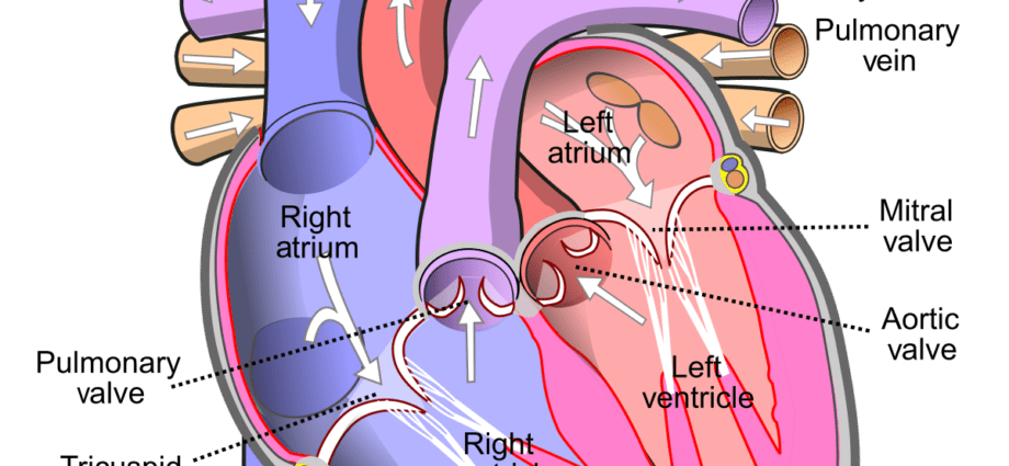 Aortic valve