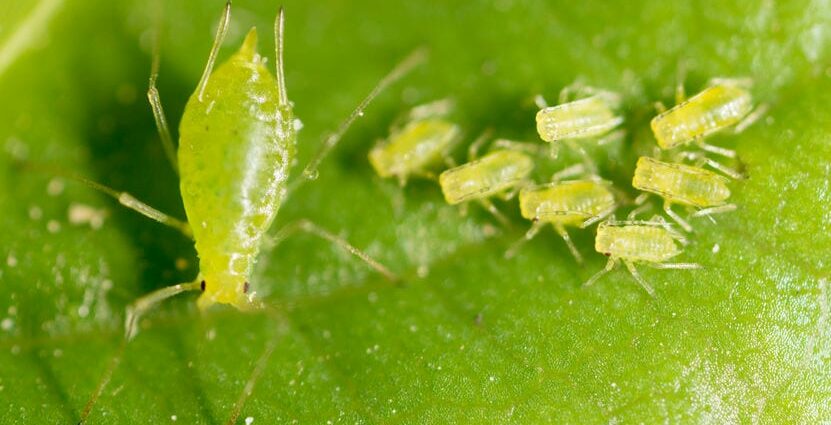 Aphids in a greenhouse: how to get rid of