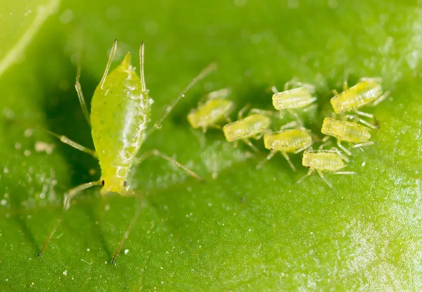 Aphids in a greenhouse: how to get rid of
