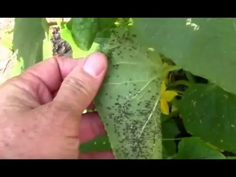 Aphids on cucumbers: how to fight