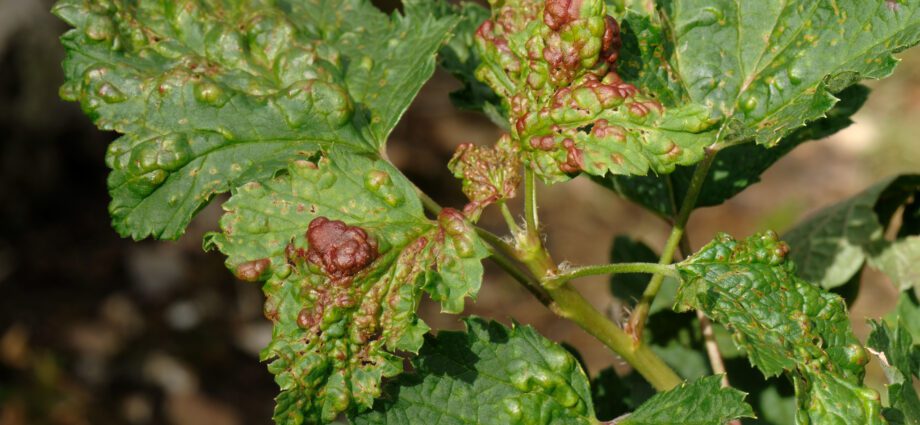 Aphids on currants: how to fight