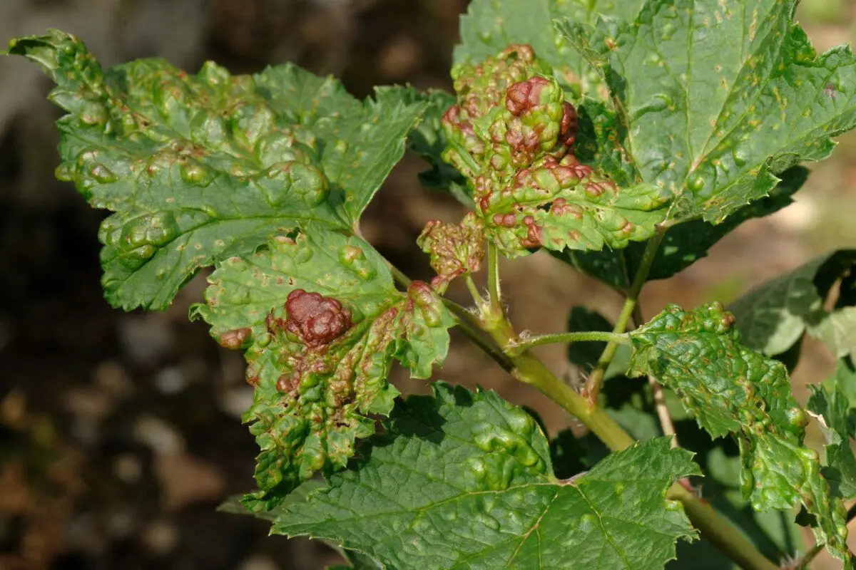 Aphids on currants: how to fight