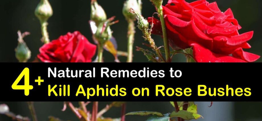 Aphids on roses: how to get rid