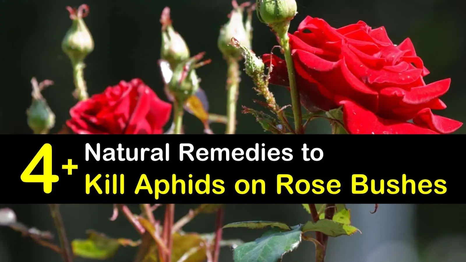 Aphids on roses: how to get rid