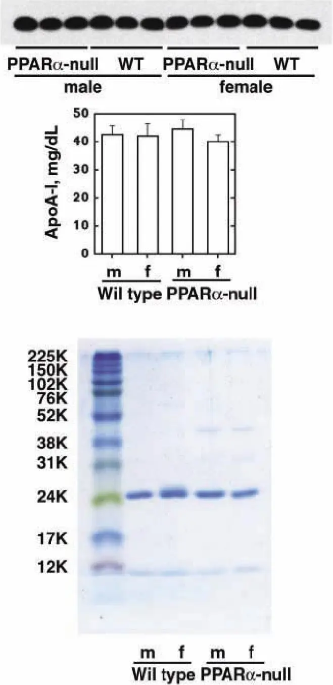 Apolipoprotein analysis