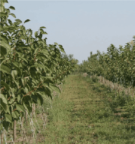 Apple tree Bashkir Handsome