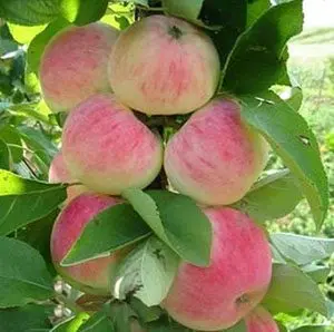 Apple tree Orlov variety