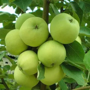 Apple tree Papirovka: variety description