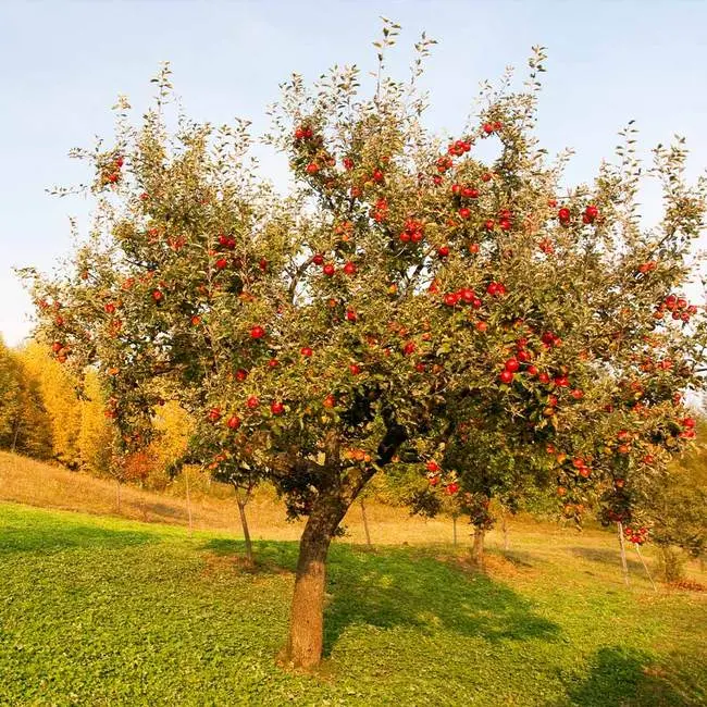 Apple tree Red Delicious