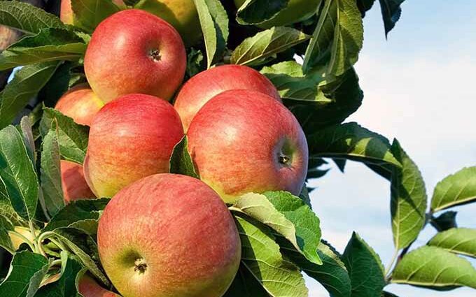 Apple-tree varieties beauty: description, photo