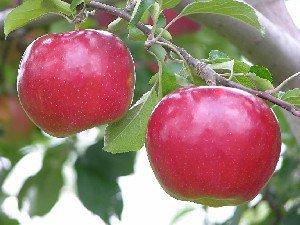 Apple-tree varieties Idared