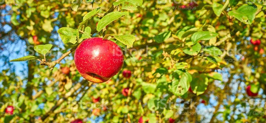 Apple-tree Wonderful: description