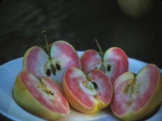 Apple variety Pink pearls