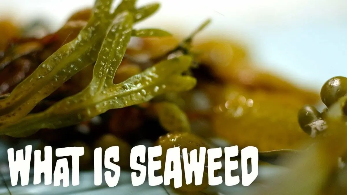 Application of seaweed. Video