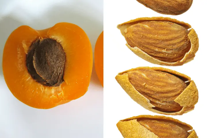 Apricot pits: benefits and harms. Video
