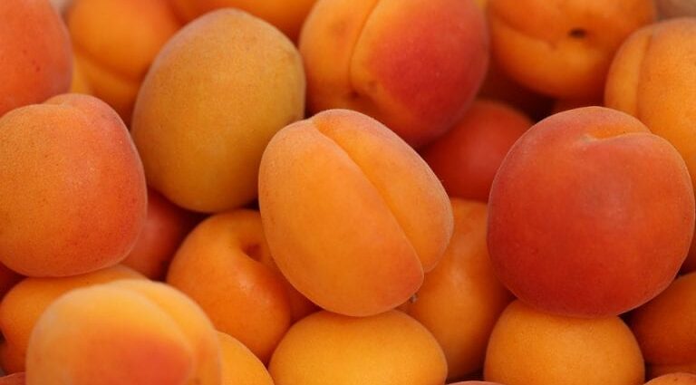 Apricot recipes: useful properties. Video