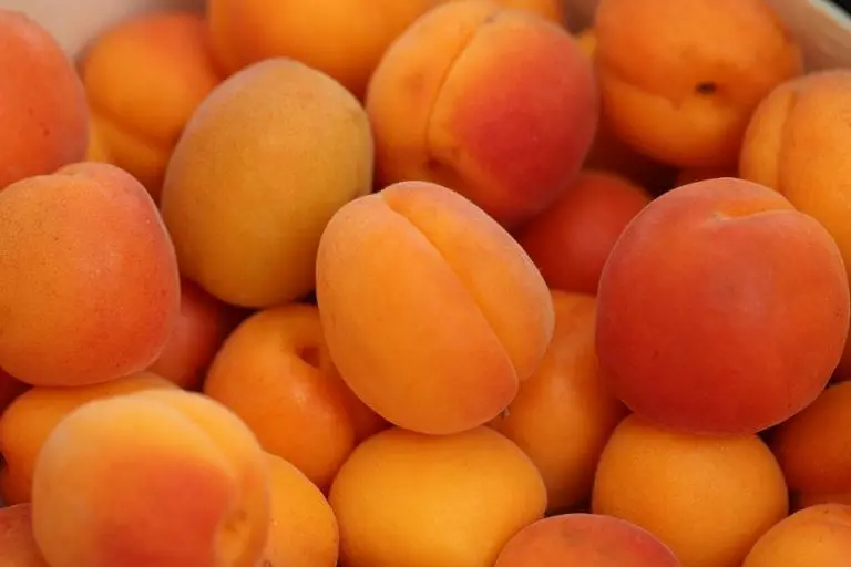 Apricot recipes: useful properties. Video