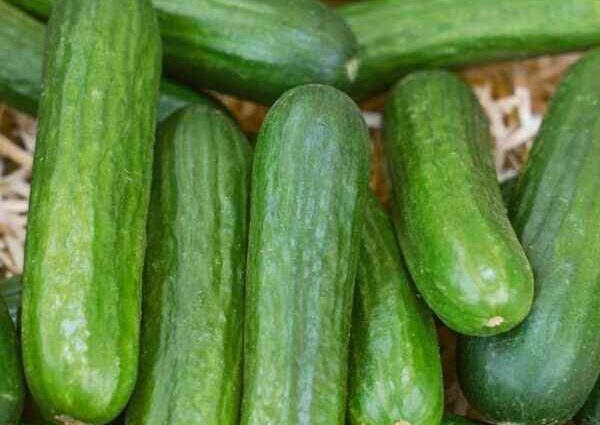 April cucumber: description, characteristics