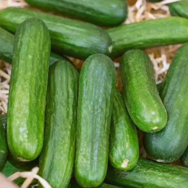 April cucumber: description, characteristics