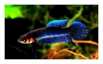 Aquarium fish cockerels: care, nutrition, disease