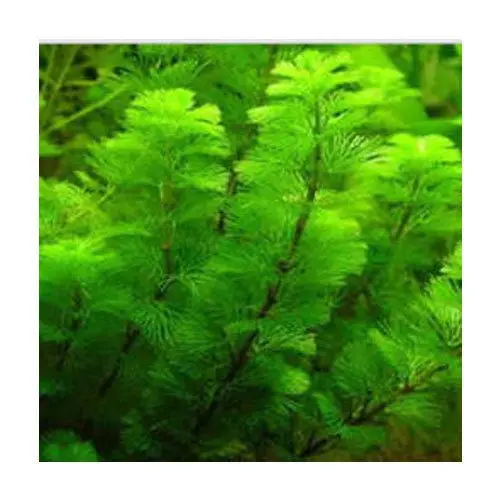 Aquarium plant kabomba