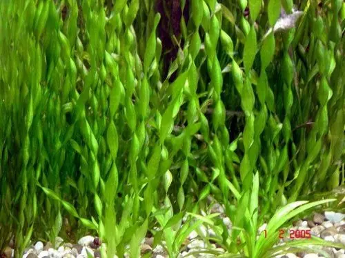 Aquarium plant Vallisneria spiral