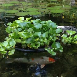 Aquatic plants for pond