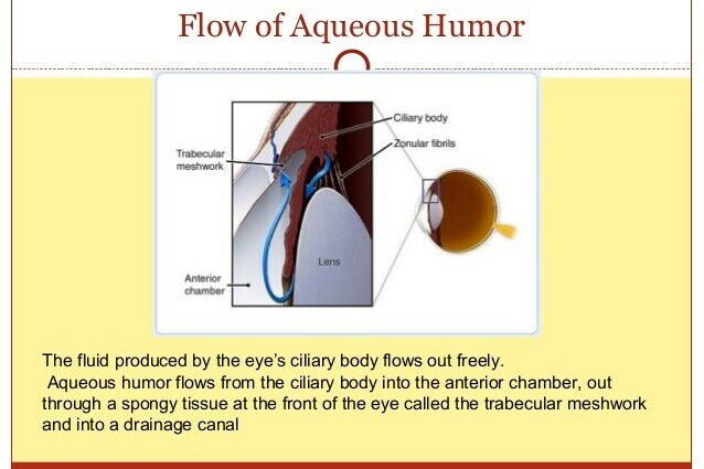 Aqueous humor: definition, role, link with glaucoma