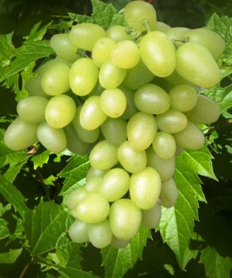 Arcadia grapes: description