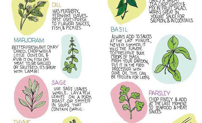 Aromatic herbs for tea and salad