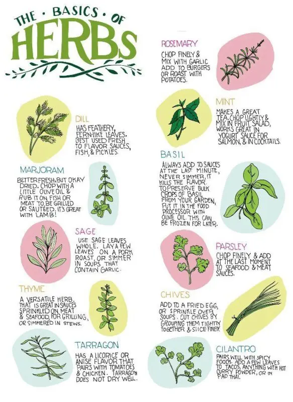 Aromatic herbs for tea and salad