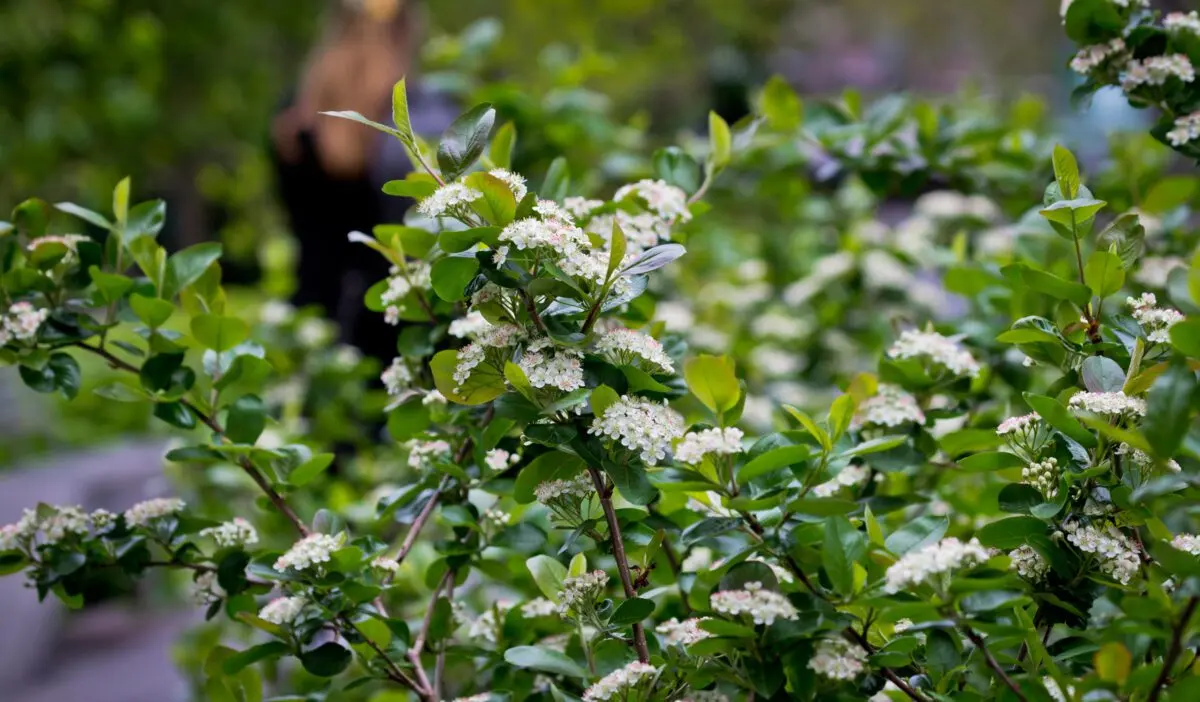 Aronia, chokeberry: planting, leaving